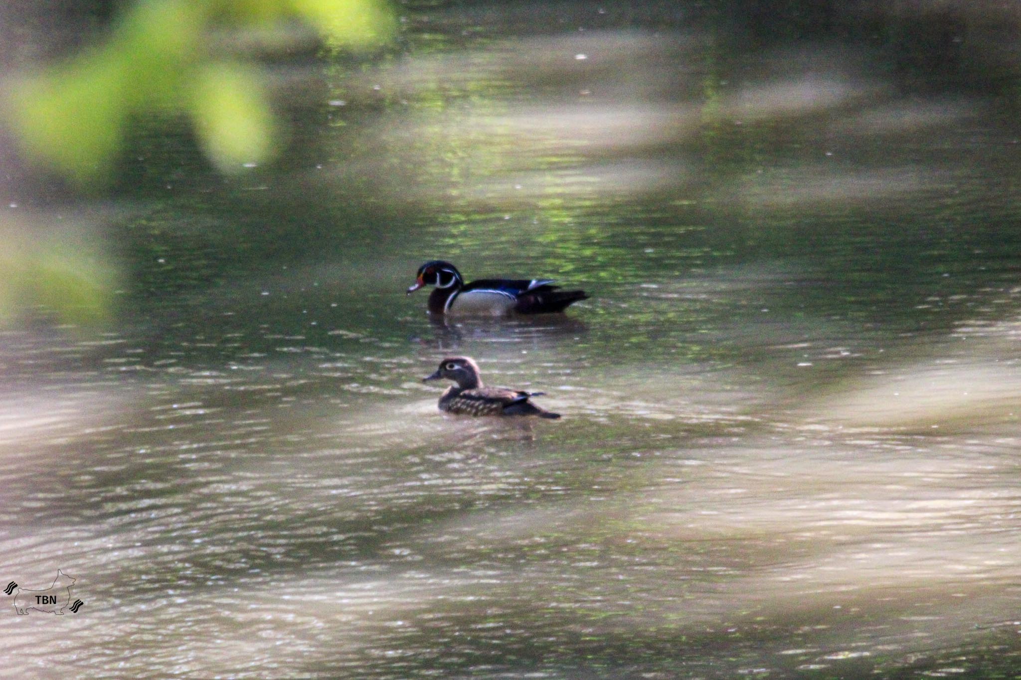 Wood Duck